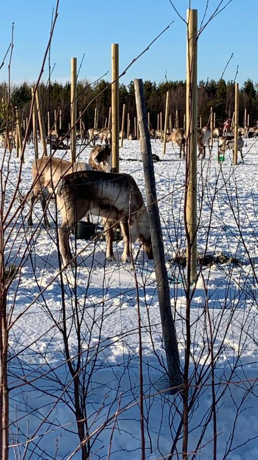Yllaestoelli 2 A, Aekaeslompolo Villa Kolari Bagian luar foto